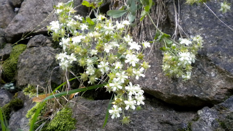 Potentilla caulescens